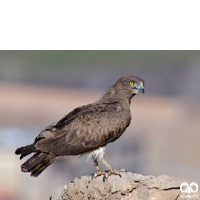 گونه عقاب مارخور Short-toed Eagle